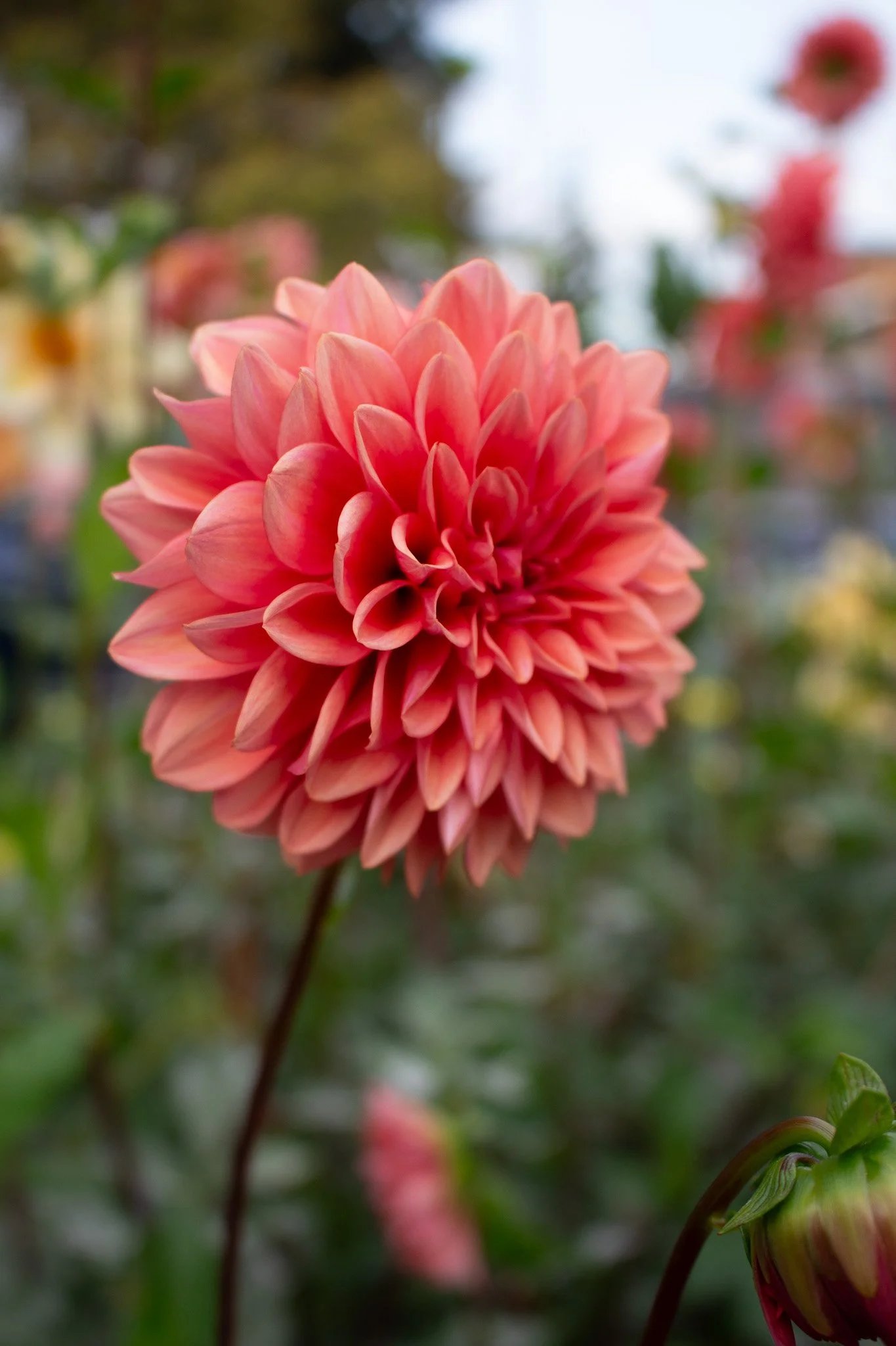 Dahlia : Mystique — ciderpress lane